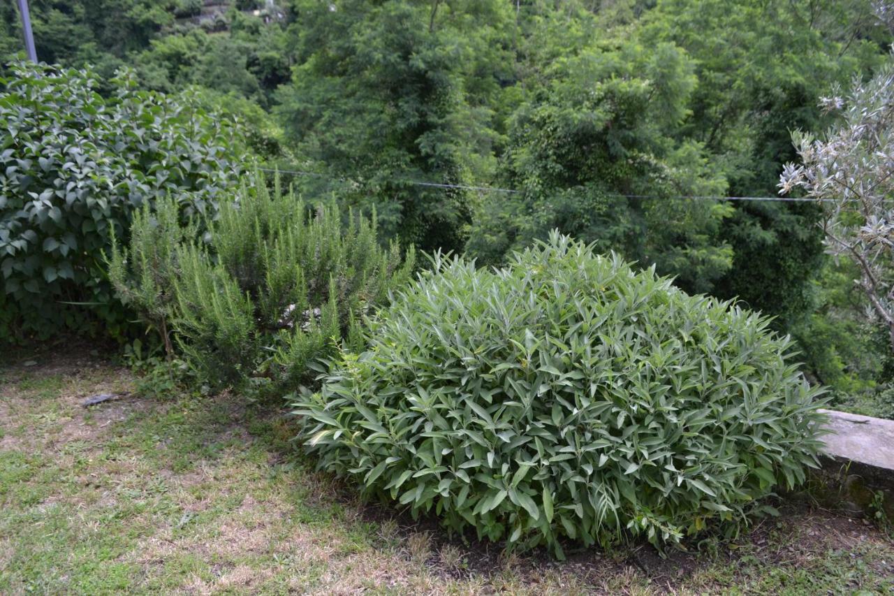 Willa La Limonaia Di Casagrande Barga Zewnętrze zdjęcie